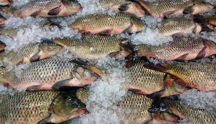 7 Formaciones recomendadas para obtener el título como Elaborador de Conservas de Productos de la Pesca