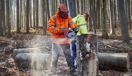 7 Cursos de Formación que te recomendamos para que consigas el título de Trabajador Forestal