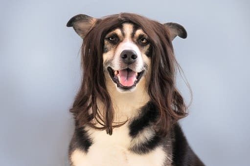 Curso de Peluquería y Estética Canina